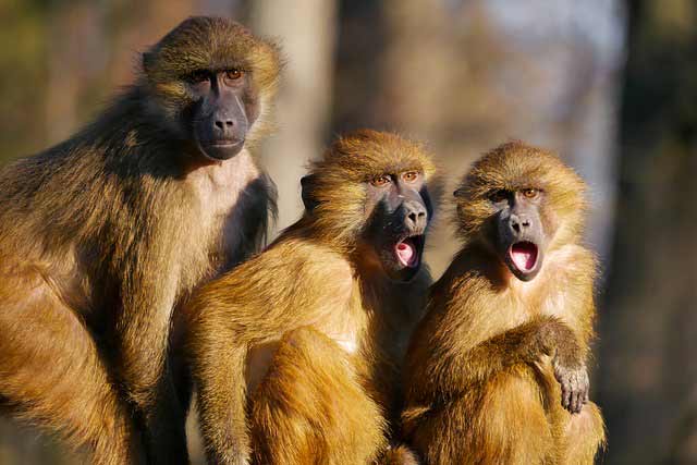 3 monkeys in shock